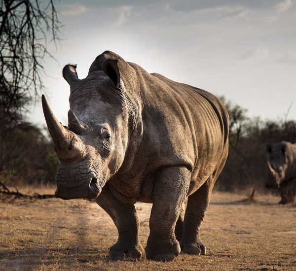 mammal-animal-elephant-rhinocerous