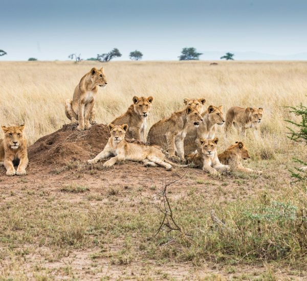 a group of lions in a field