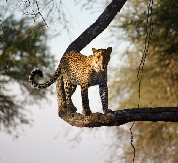 a leopard standing on top of a tree branch